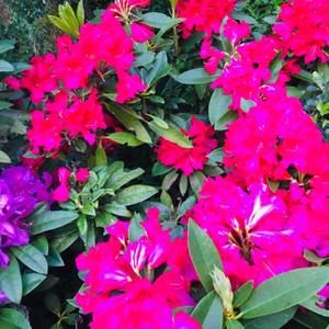 Meet your Posher, Amelia